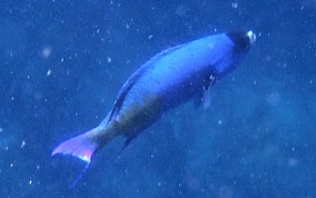 Cereole Wrasse - Clepticus parrae