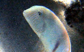 Pearly Razorfish -Xyrichtys novacula