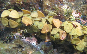 Blistered Saucer Leaf - Brown Algae