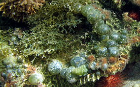 Elongated Sea Pearl - Valonia macrophysa
