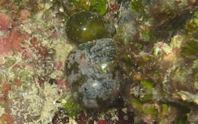Elongated Sea Pearl - Valonia macrophysa