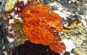 Orange Coralline