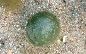 Sea Pearl - Green Algae