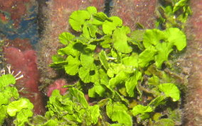 Large Leaf Watercress Alga - Green Algae