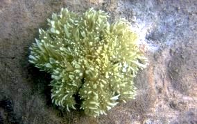 upsidedown jellyfish
